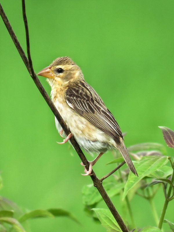 Baya-Weaver-better