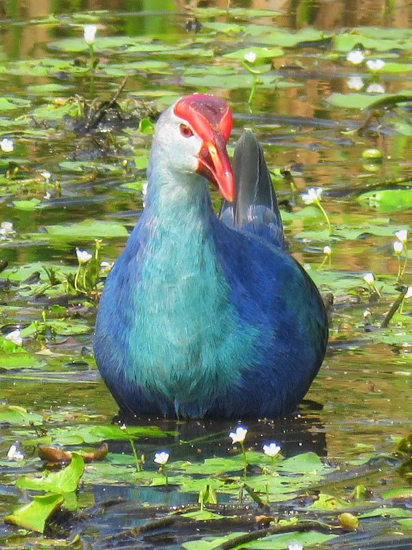 Grey-Headed-Swamphen3better