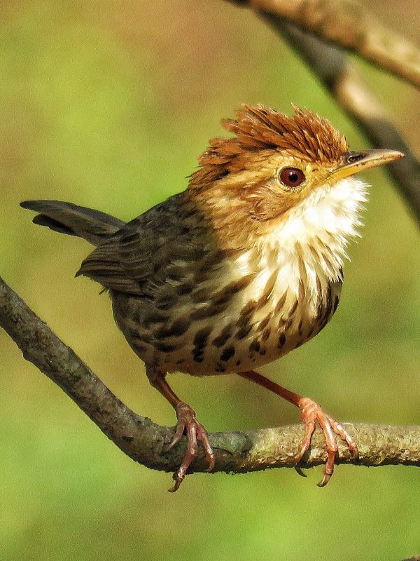 Puff-Throated-Babbler