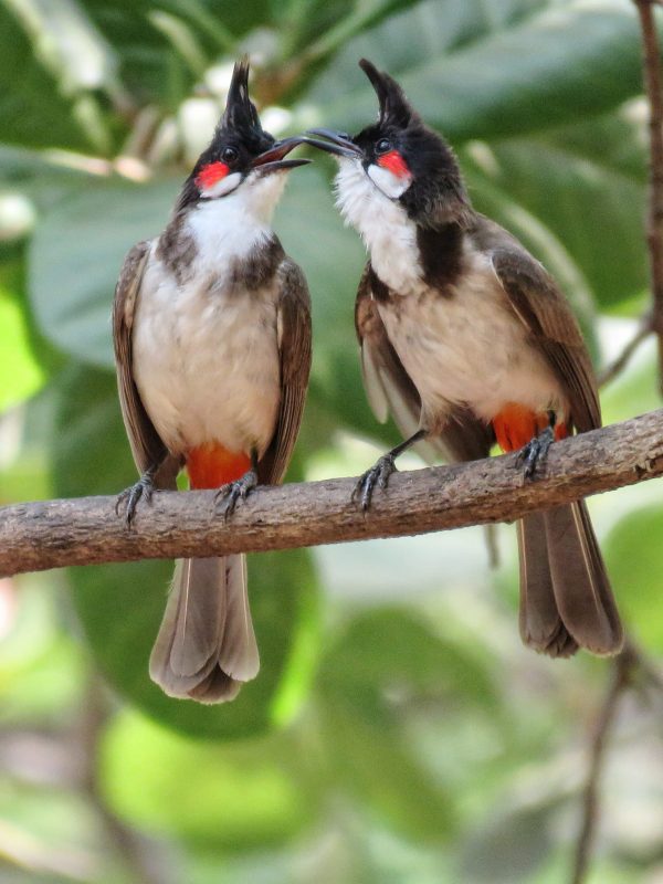 Red-Whiskered-Bulbul-couple