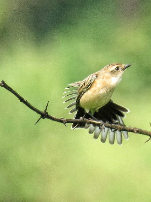 Stonechat-female
